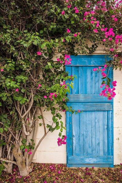 Canary Islands-Fuerteventura Island-La Oliva-blue door of garden shed